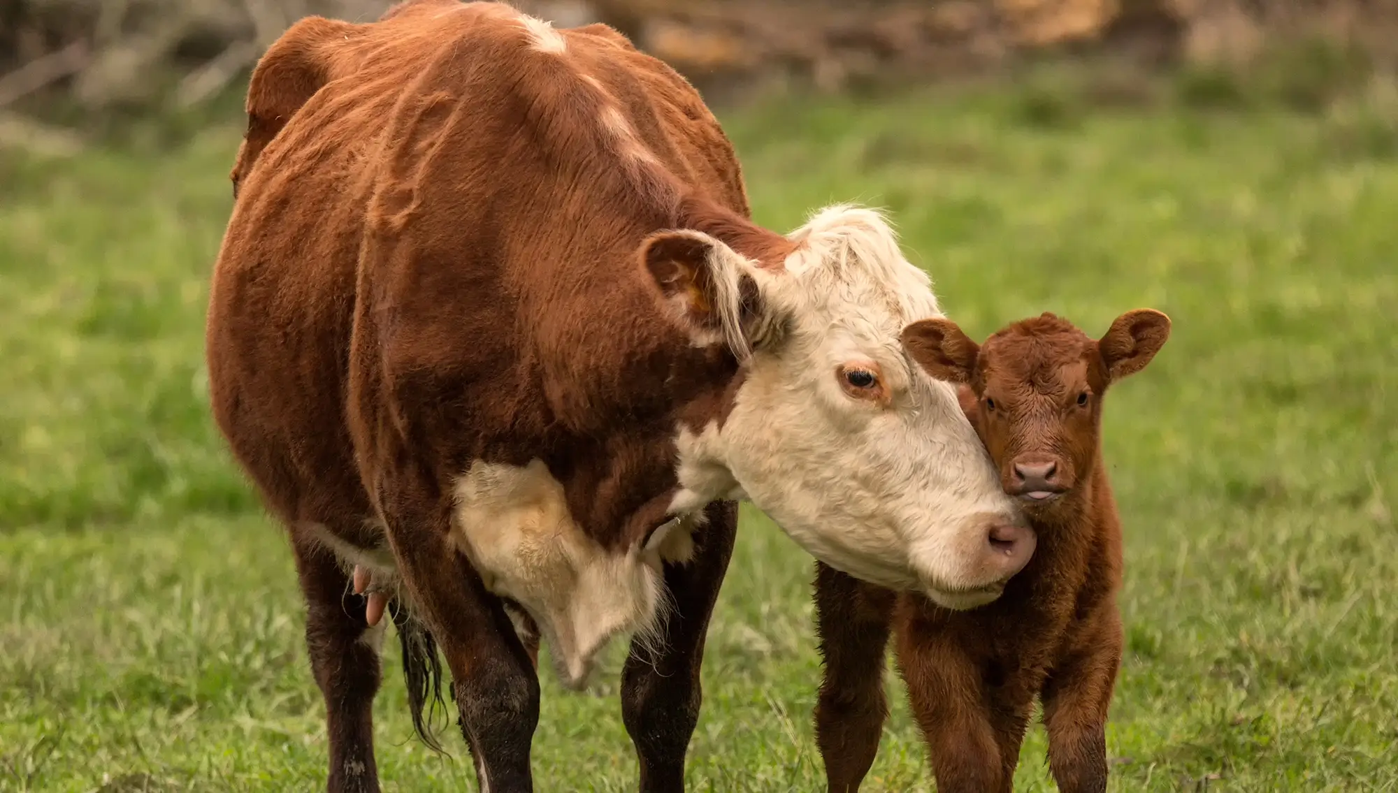 Cattle